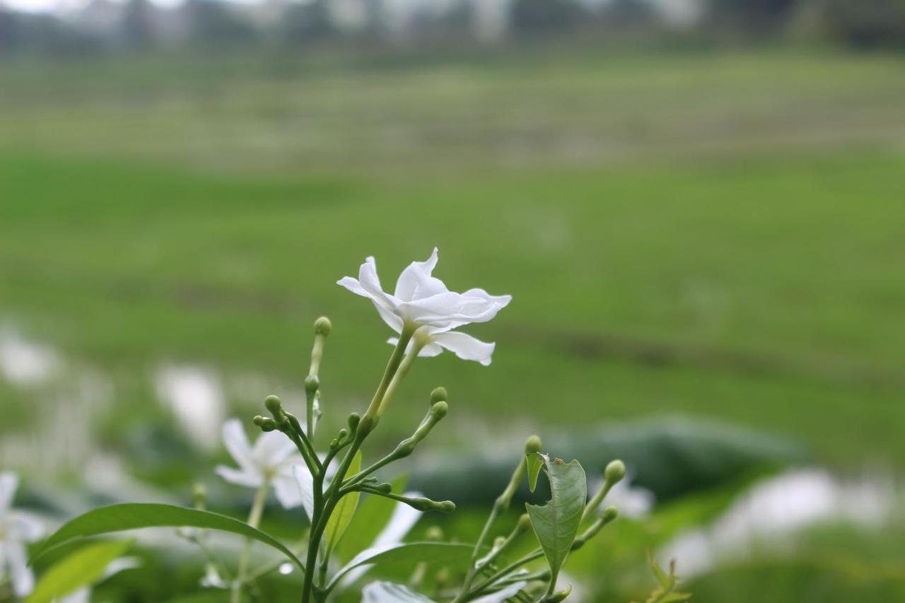 Paddy Field Villa ミディガマ・イースト エクステリア 写真